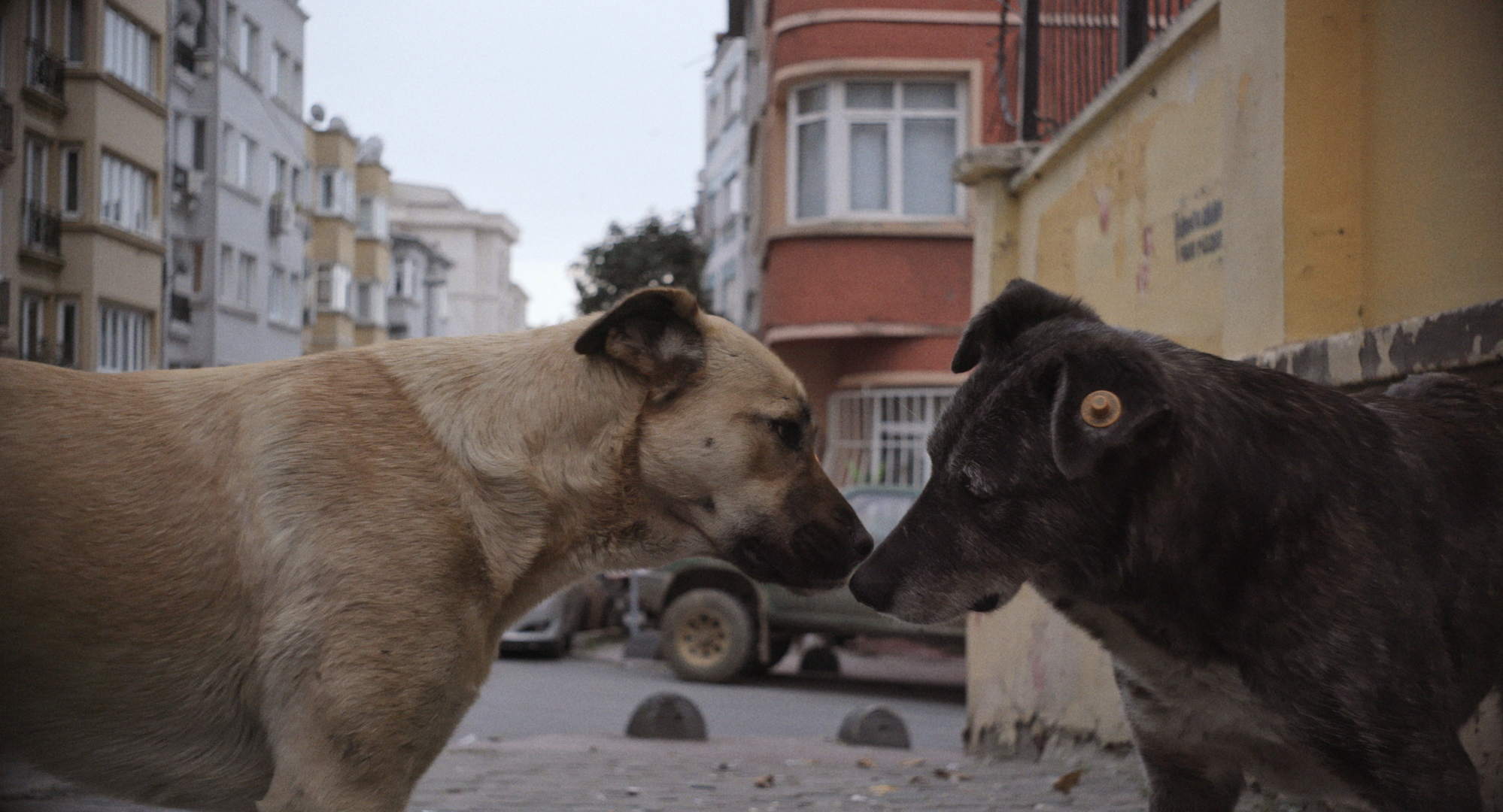 zeytin cheirando outro cachorro.